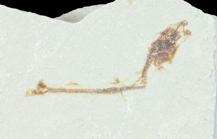 Bargain, Cretaceous Fossil Fish - Lebanon #70016